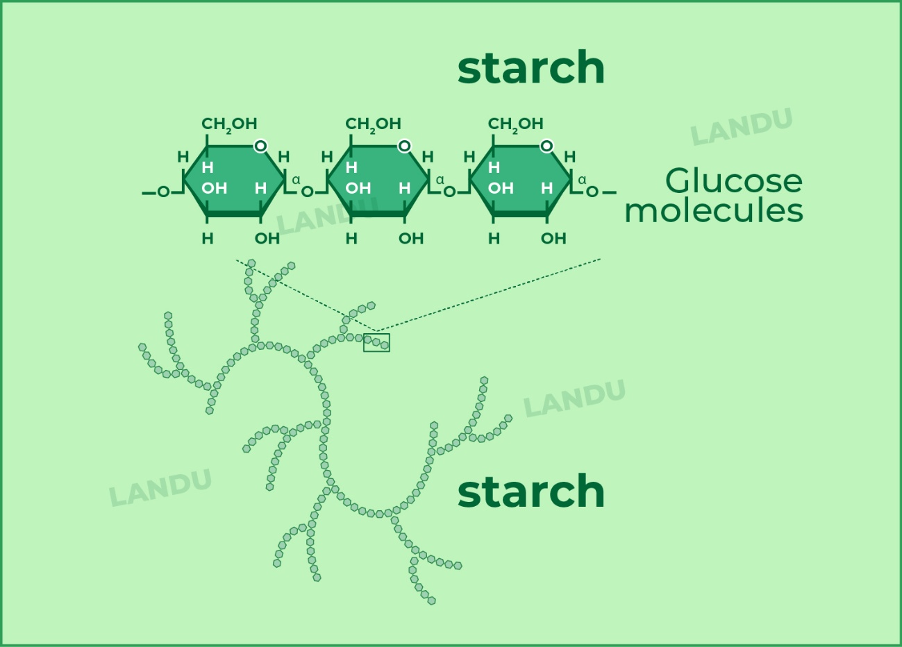 Hydroxypropyl Starch Ether Molecular Structure